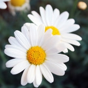 Chamomile Extract