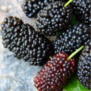 MULBERRY