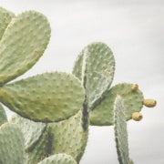 Cactus Extract